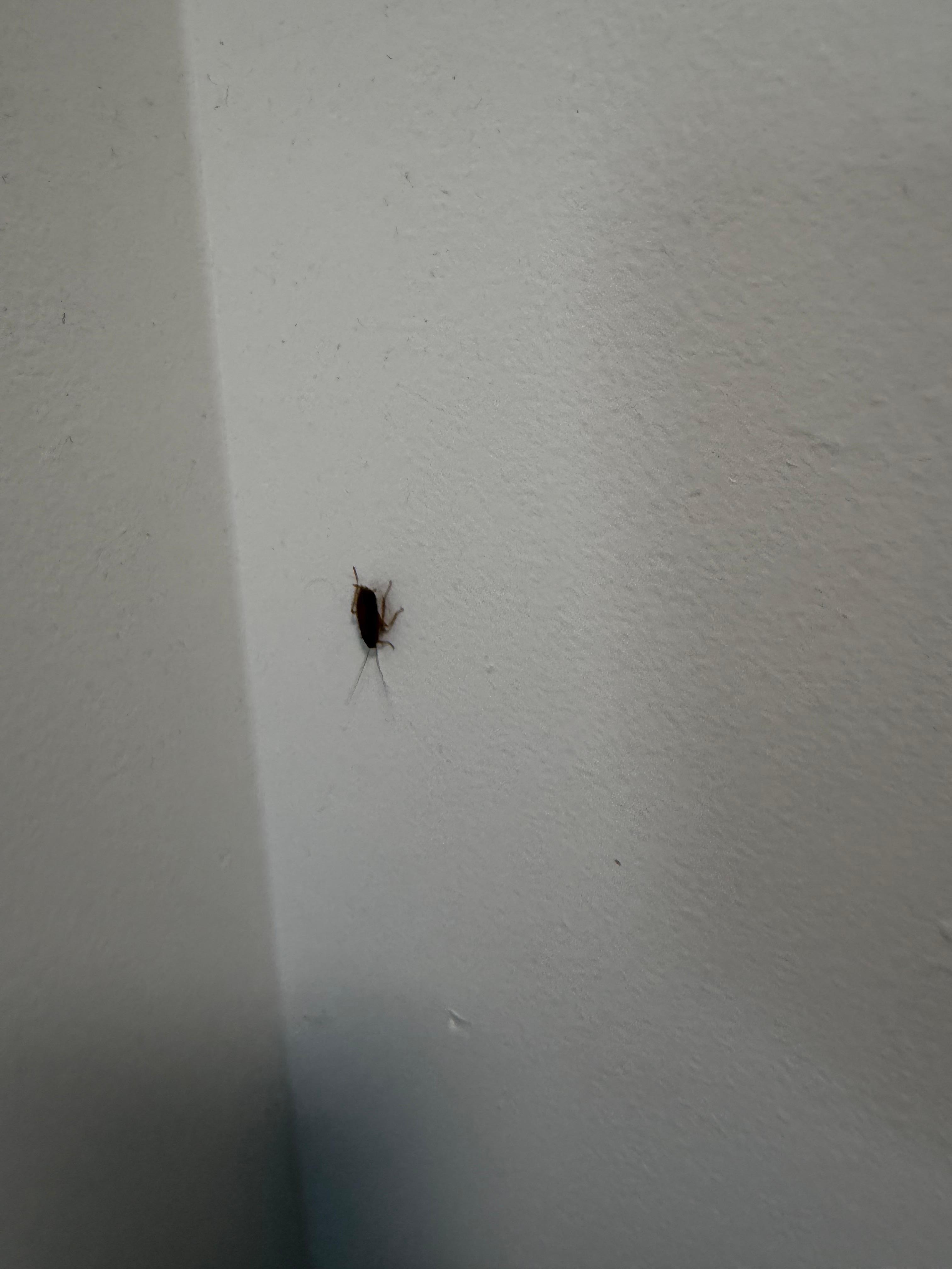 Cockroach on wall in unit 