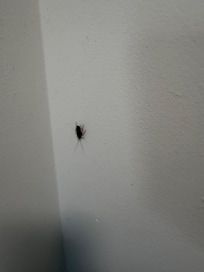 Cockroach on wall in unit