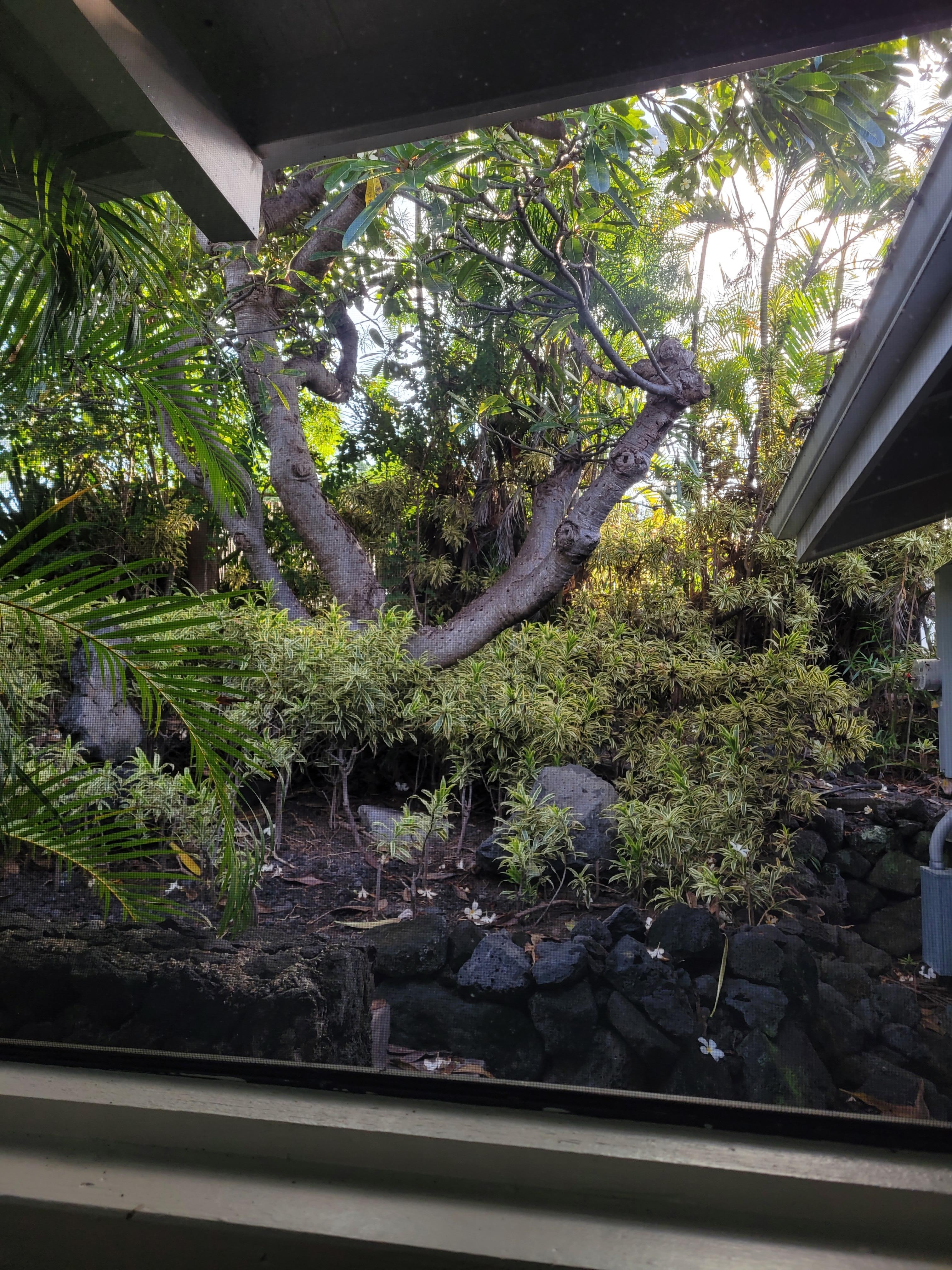 Front garden from the lanai