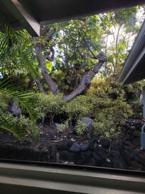Front garden from the lanai
