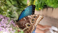 Butterfly house in mackinaw island