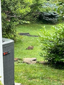 A ground hog eating behind the house.
