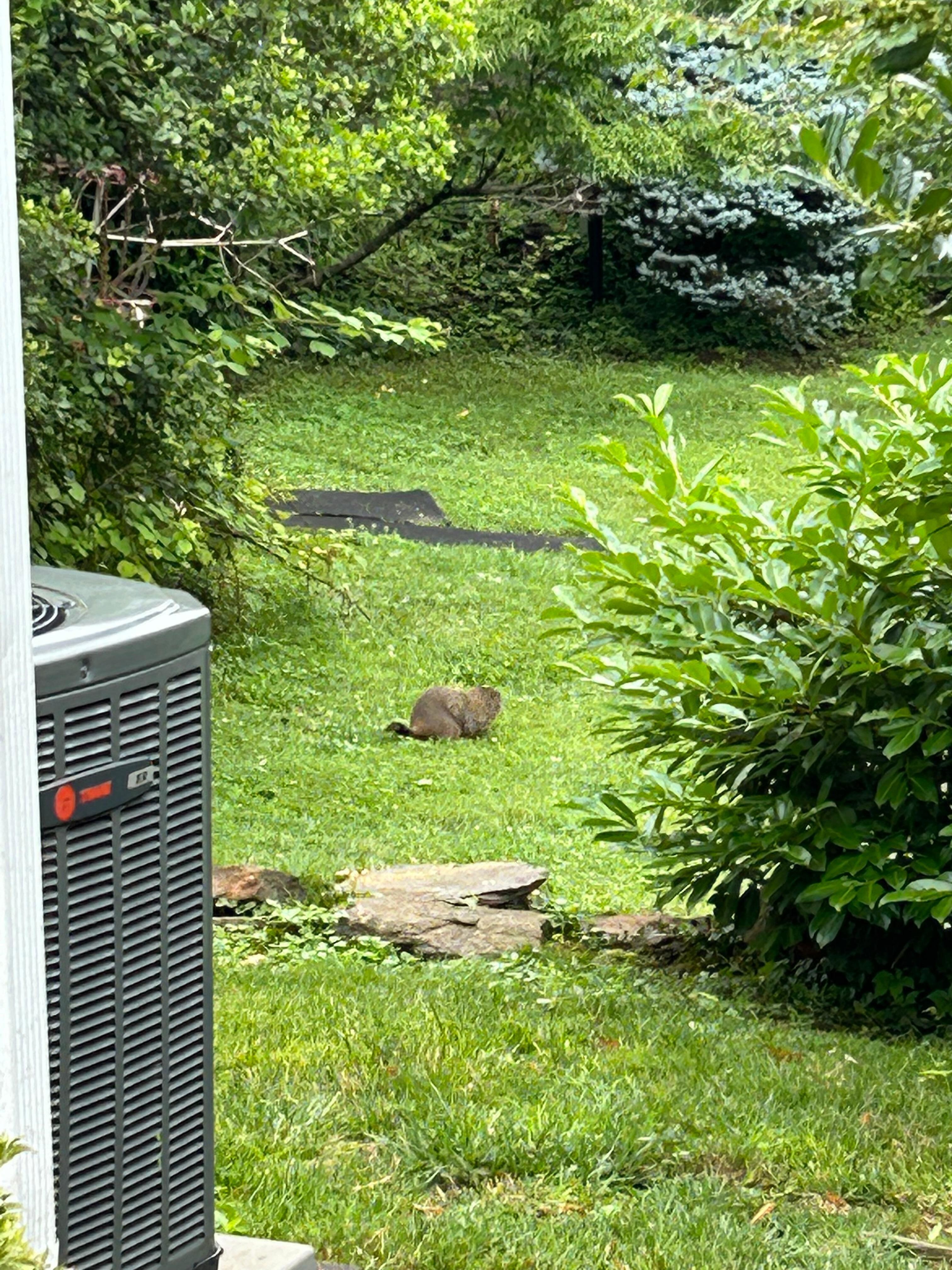 A ground hog eating behind the house.