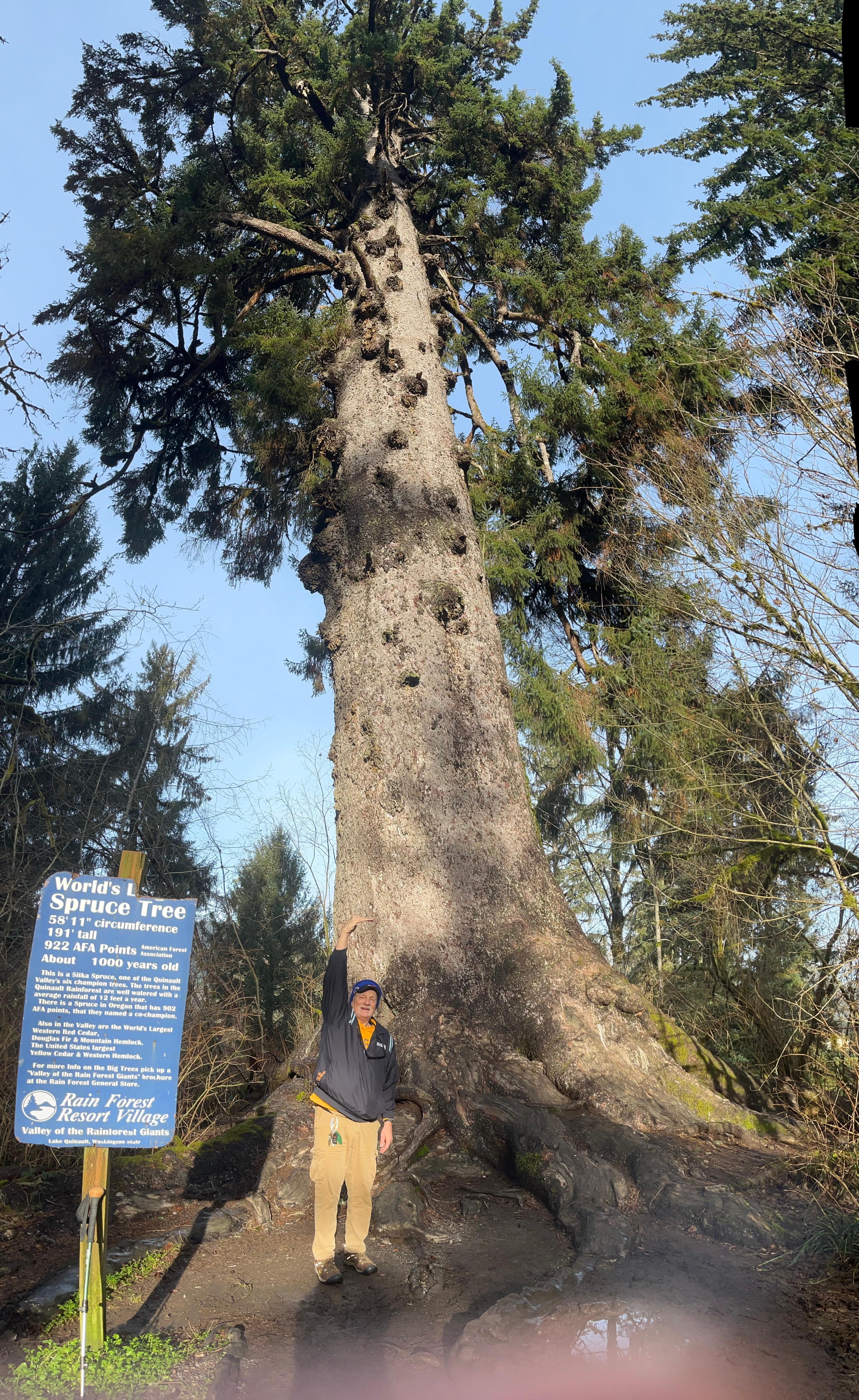 Worlds Largest Sitka Spruce within an easy walk