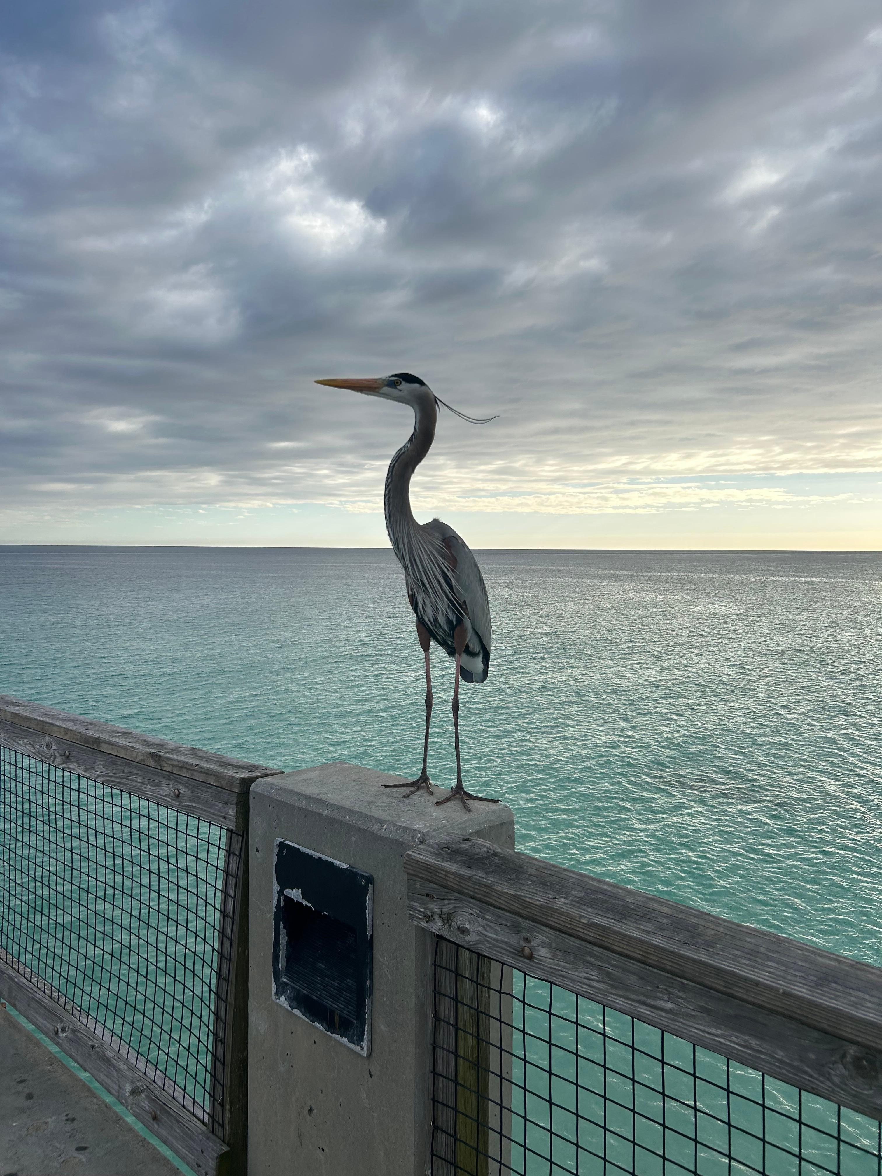 Picture taken  when we were on a walk at the pier 