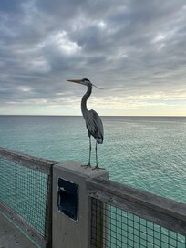 Picture taken when we were on a walk at the pier