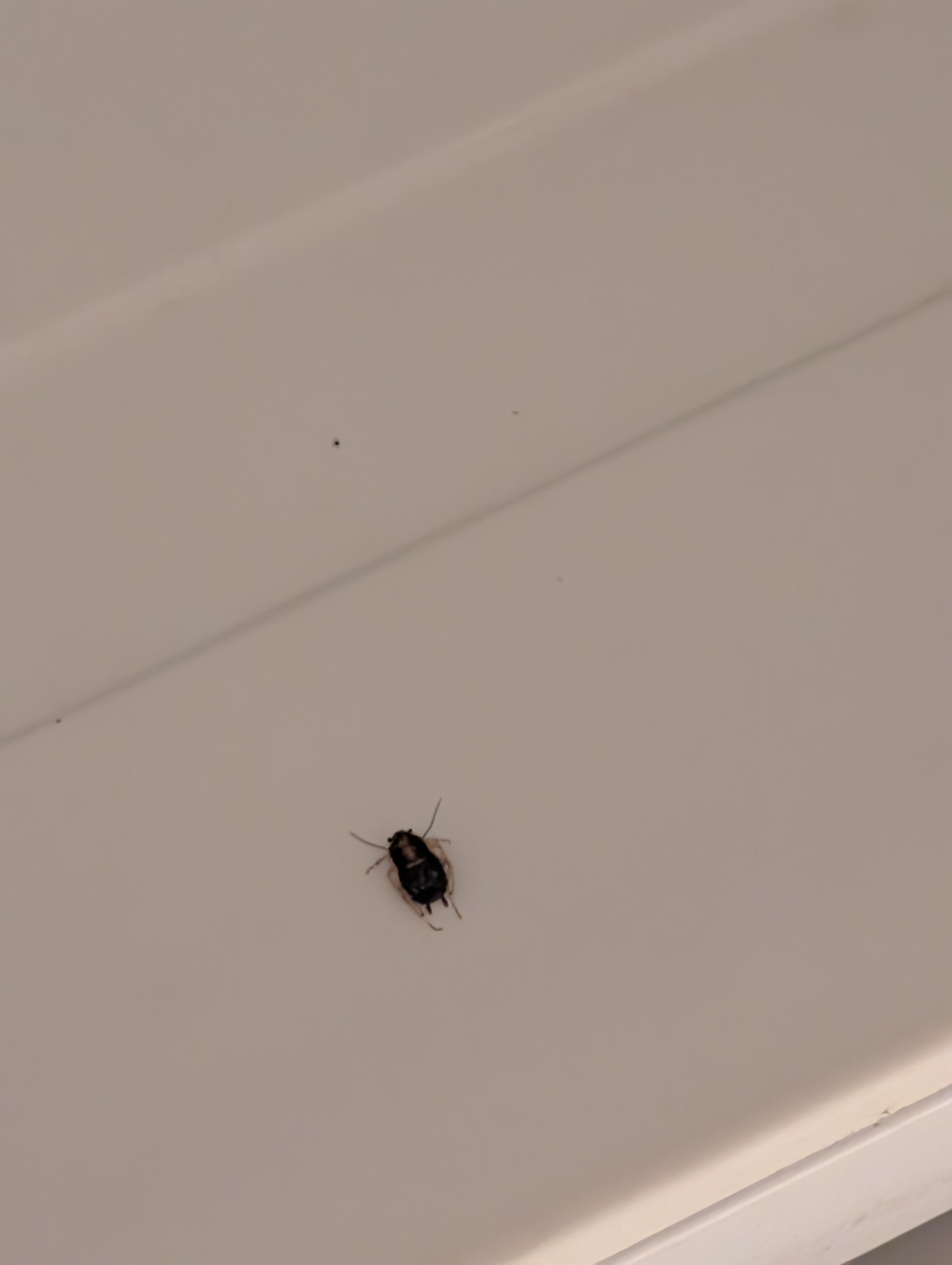 Cockroach in the fridge- evidently health hazard