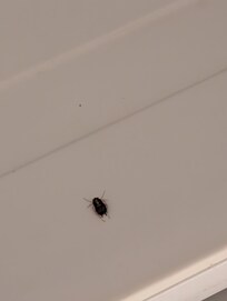 Cockroach in the fridge- evidently health hazard