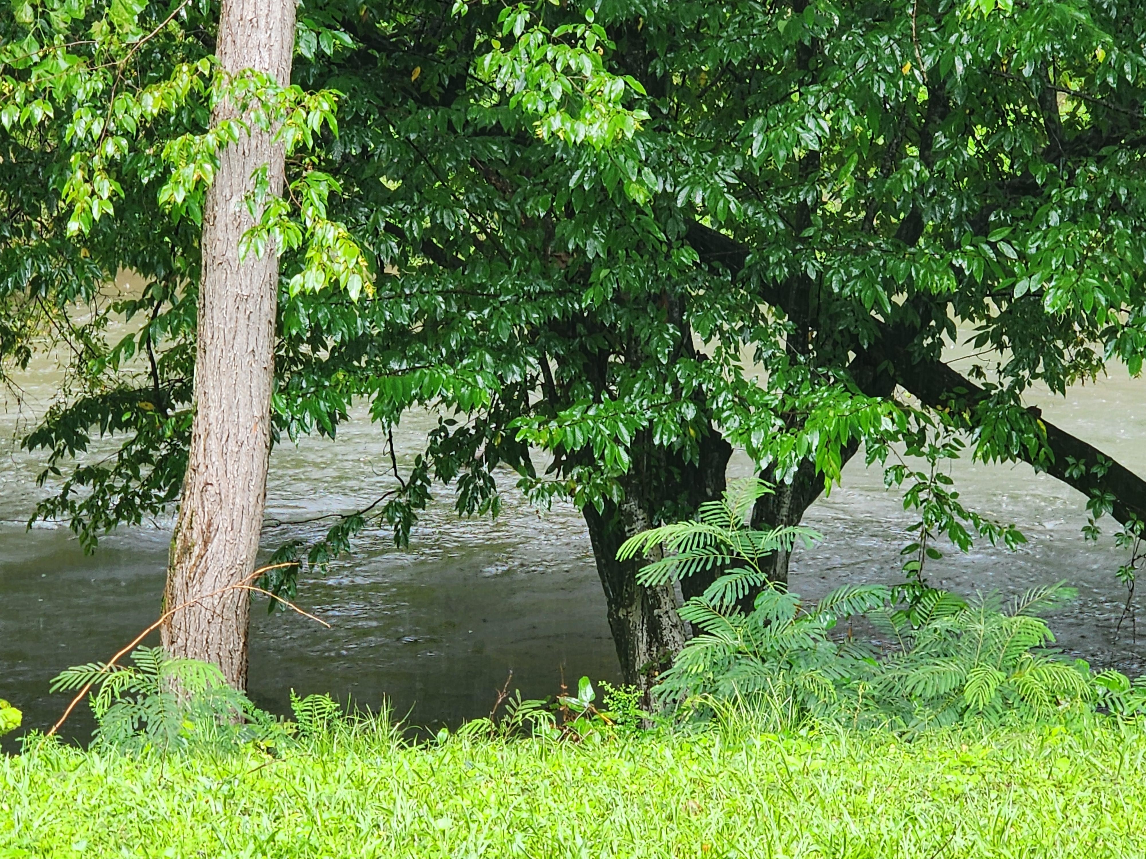 View from back door