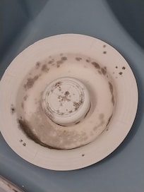 Mold on the drain stopper