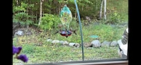 So many hummingbirds!!