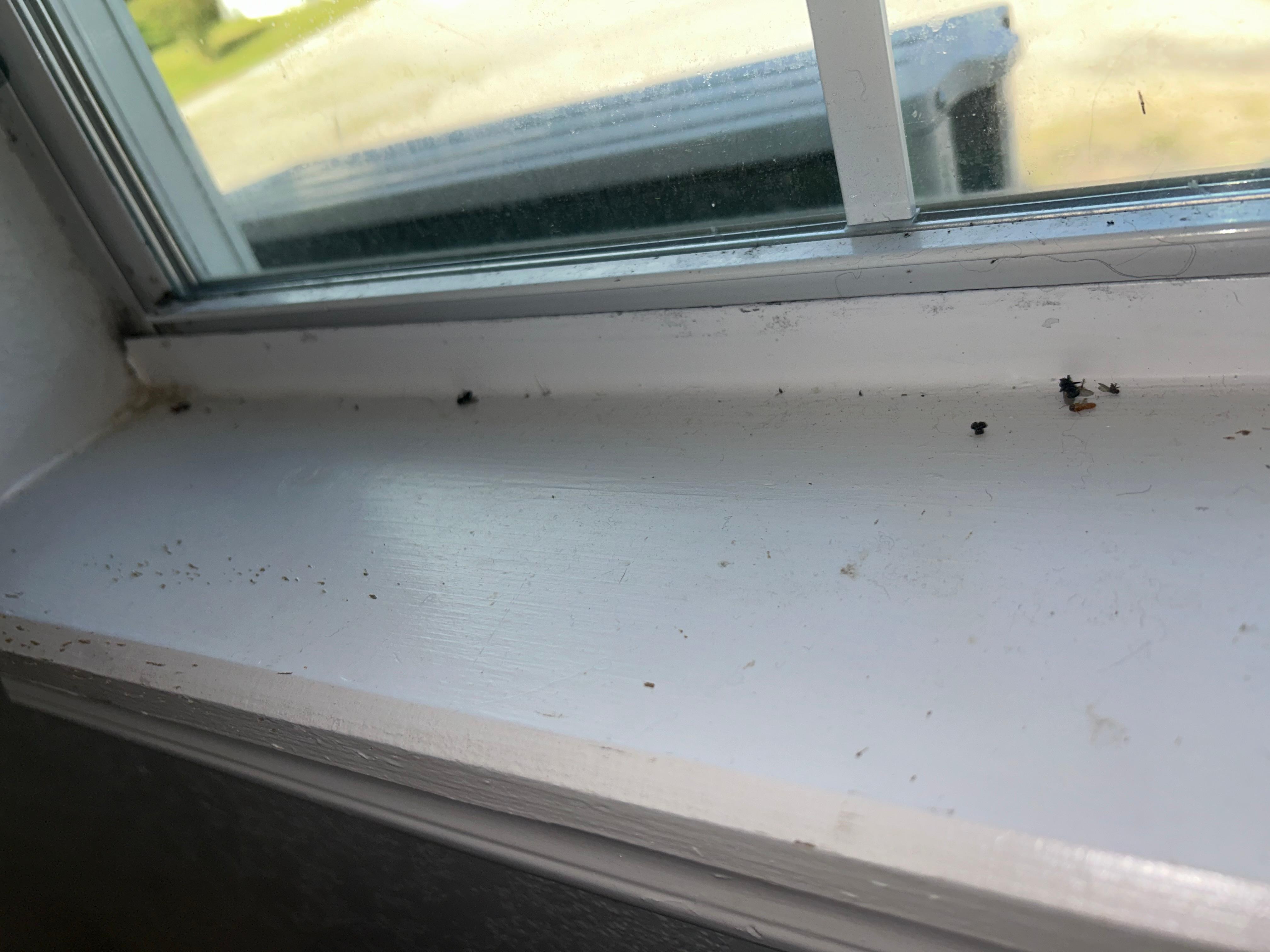 Dead bugs all in the window seal. 