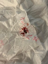 Cockatoo Comfort Inn bedbugs