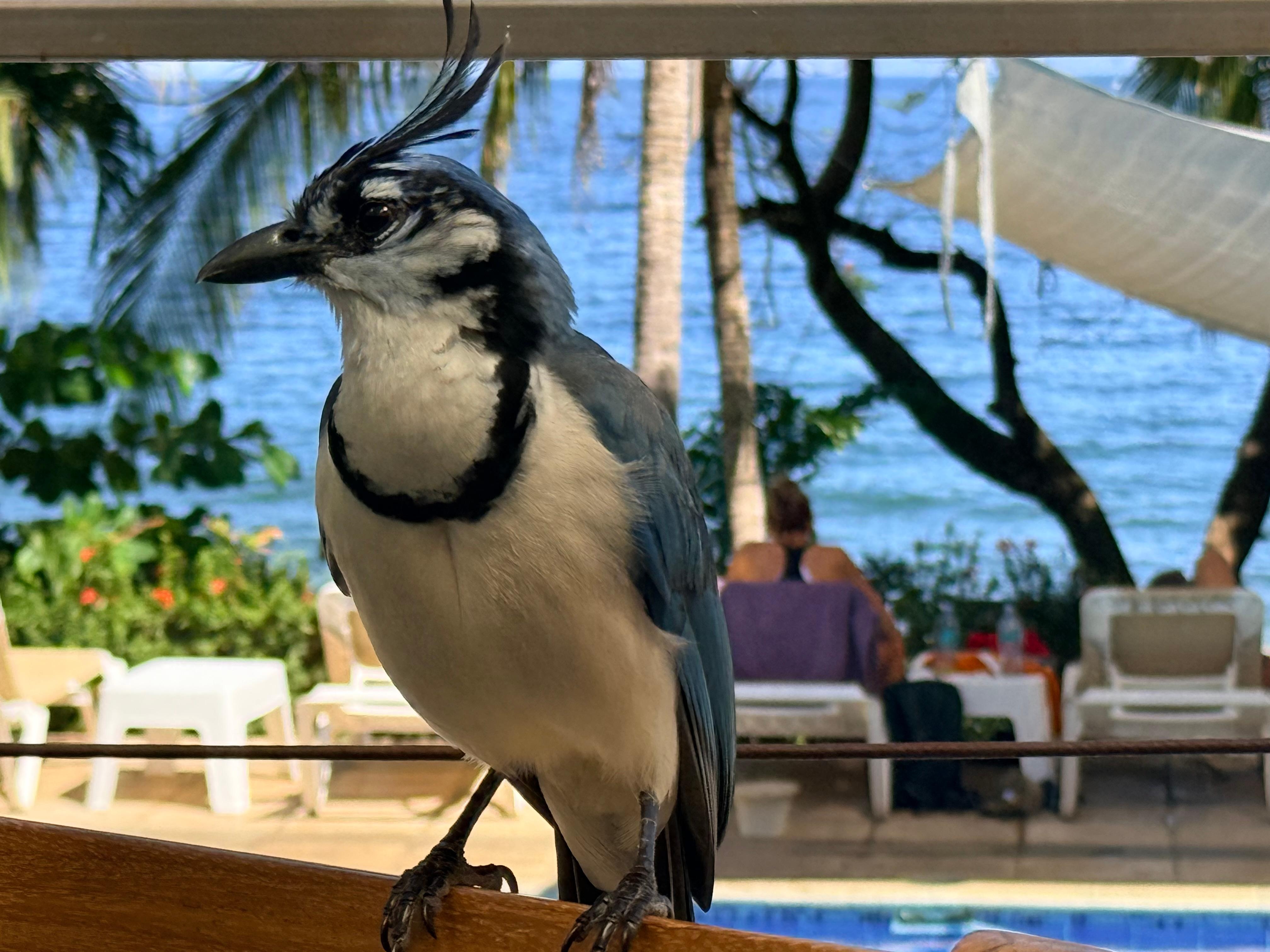 Magpie.  Very crafty at stealing your tortilla