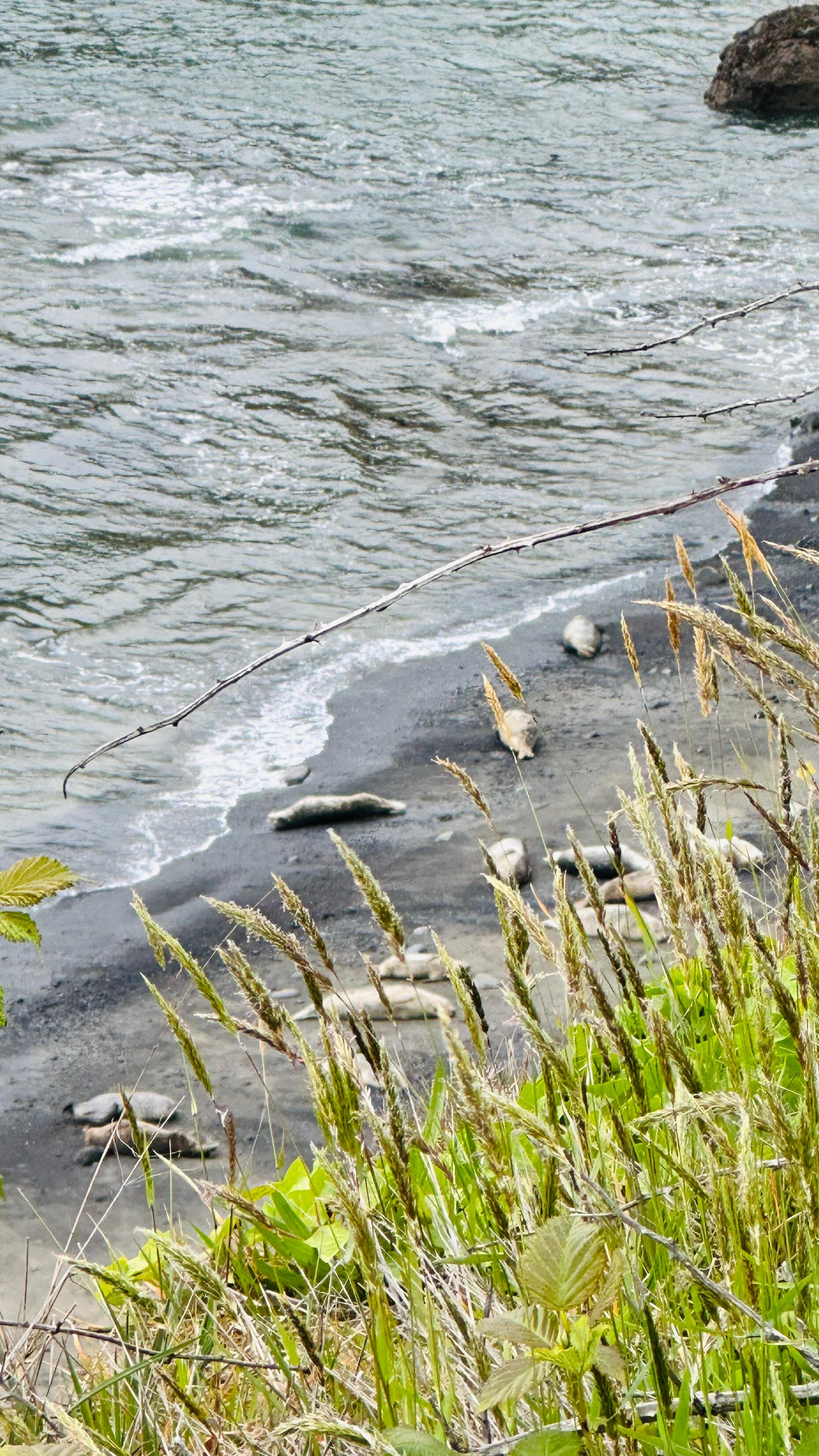 Otters near the property