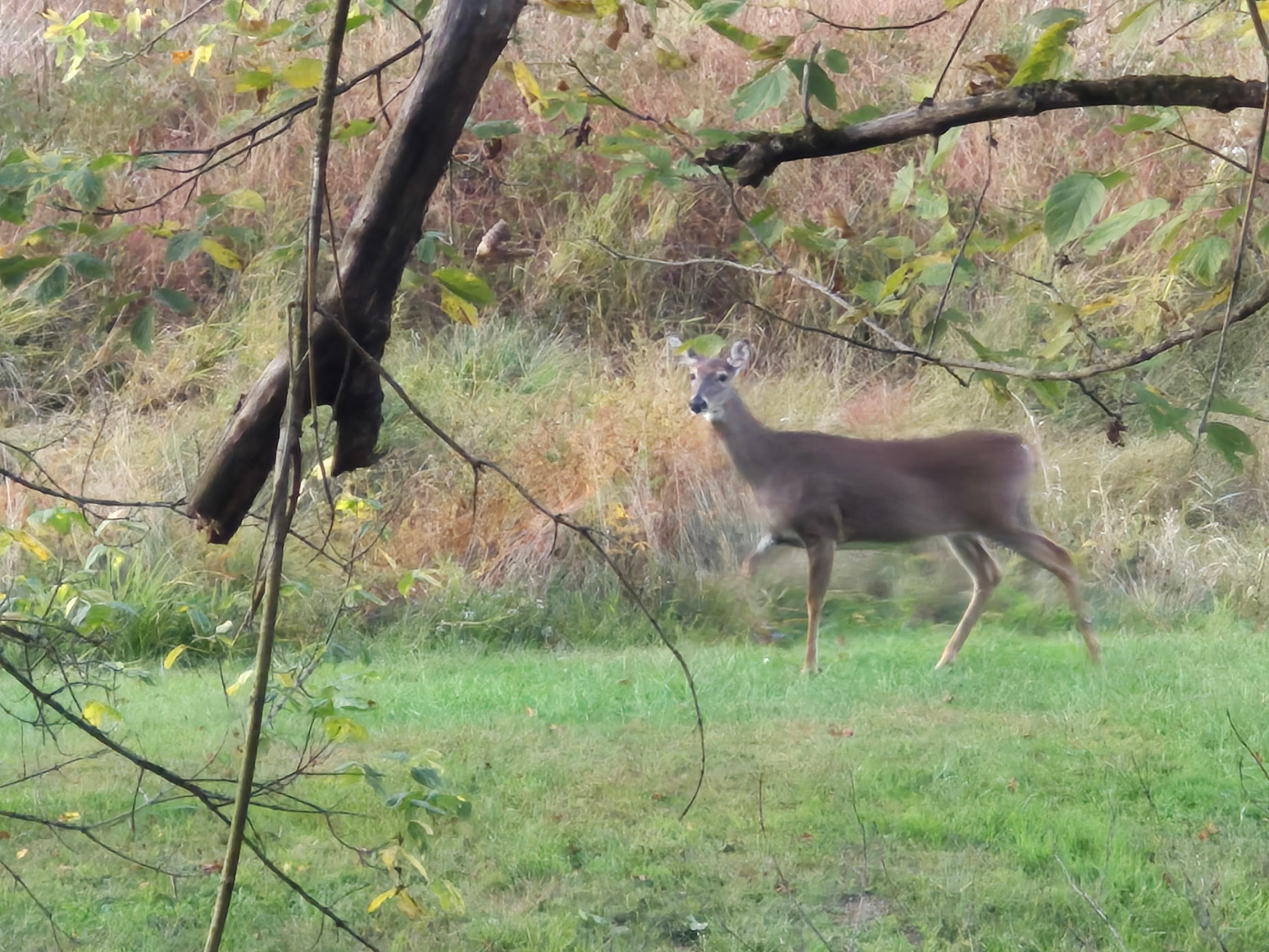 Wildlife came close enough for a good view.