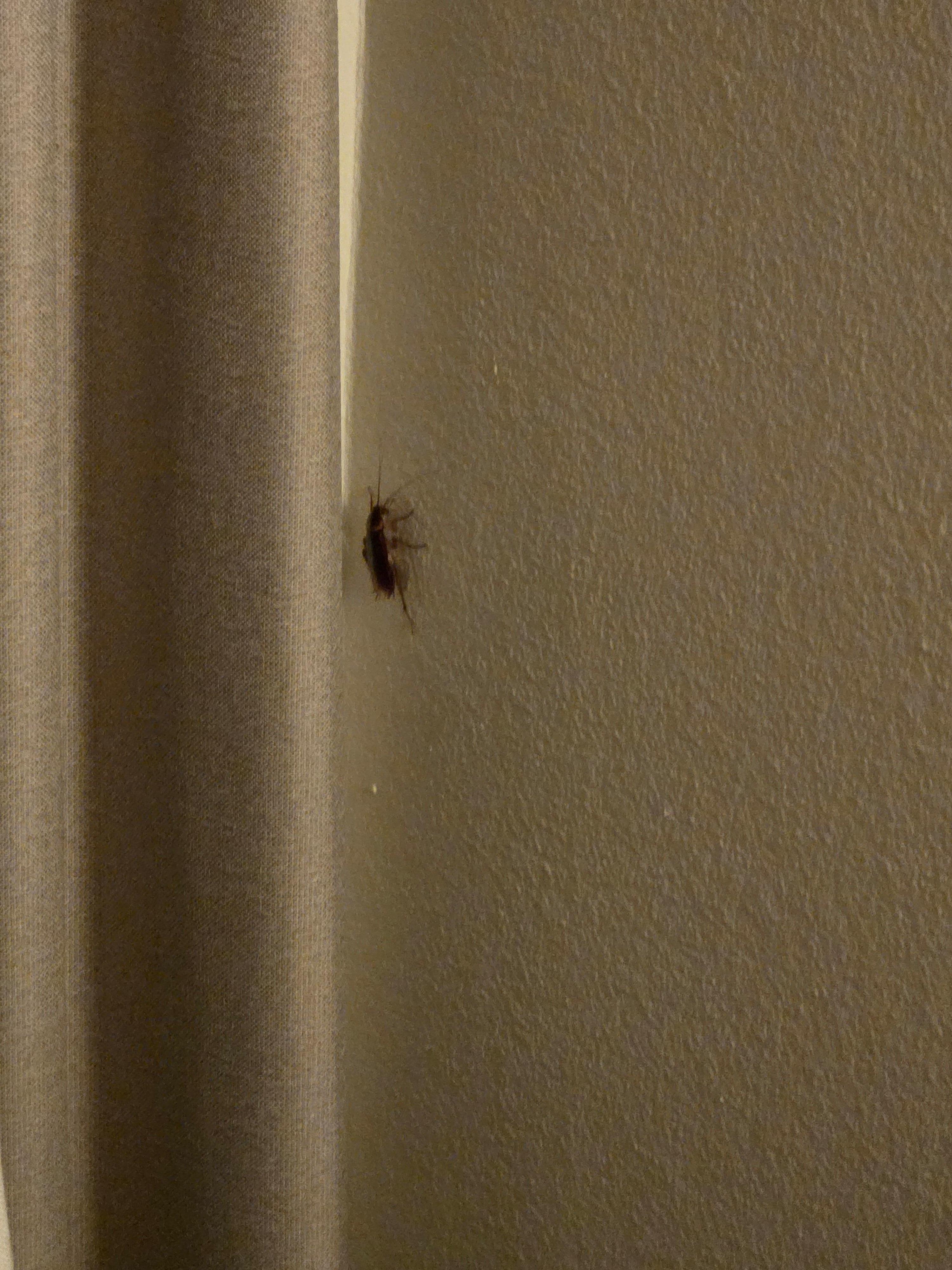 Cockroach in our room. One of the three that we had to kill.