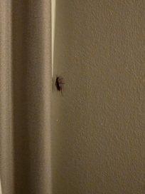 Cockroach in our room. One of the three that we had to kill.