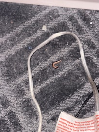 Centipede found on floor