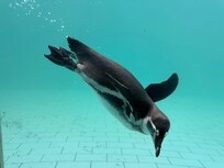 Zoo am Meer