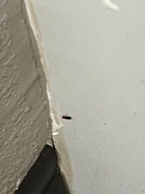 Roach #1