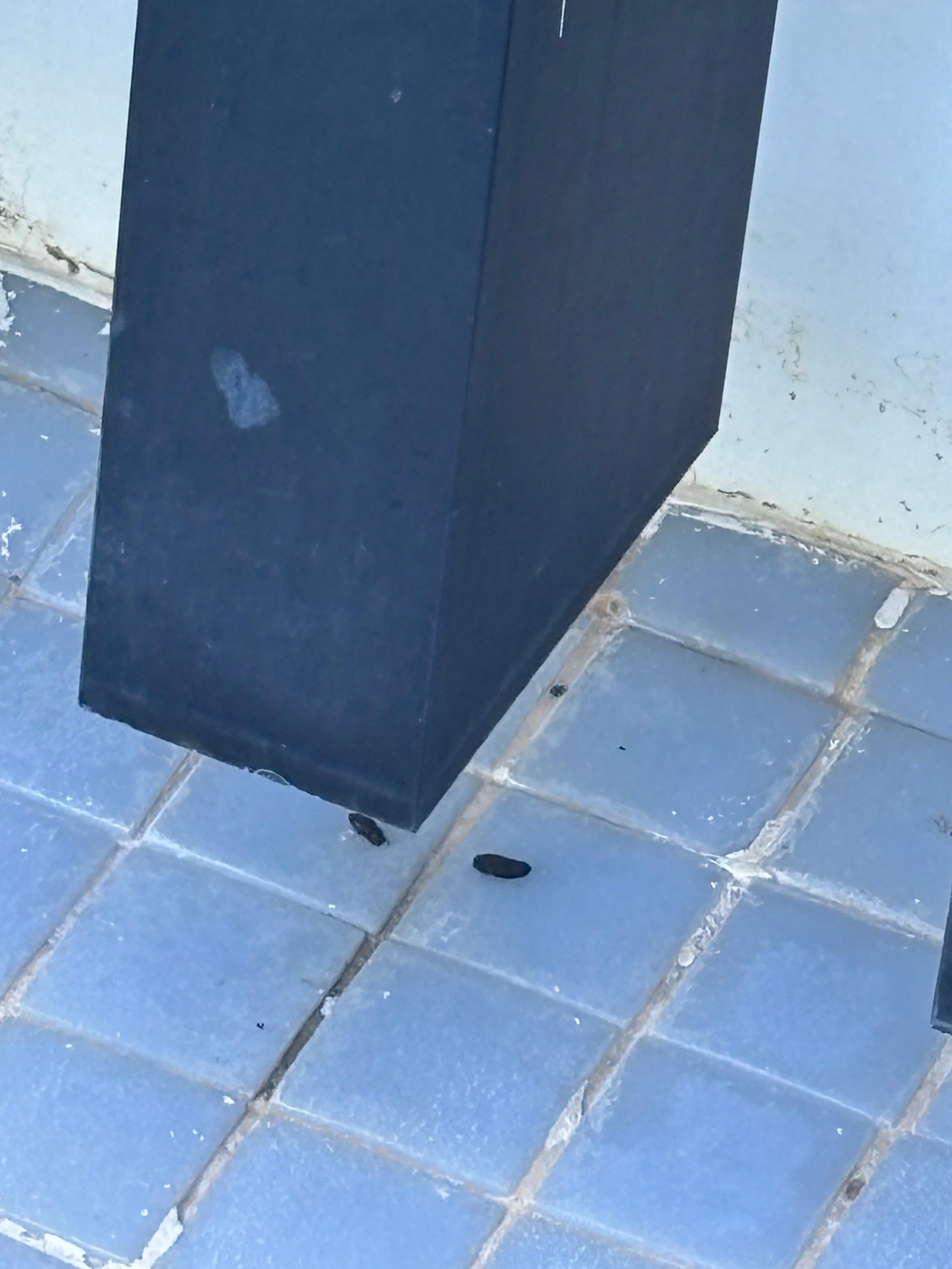 Rat feces by the in room suite that was never cleaned after complaining 