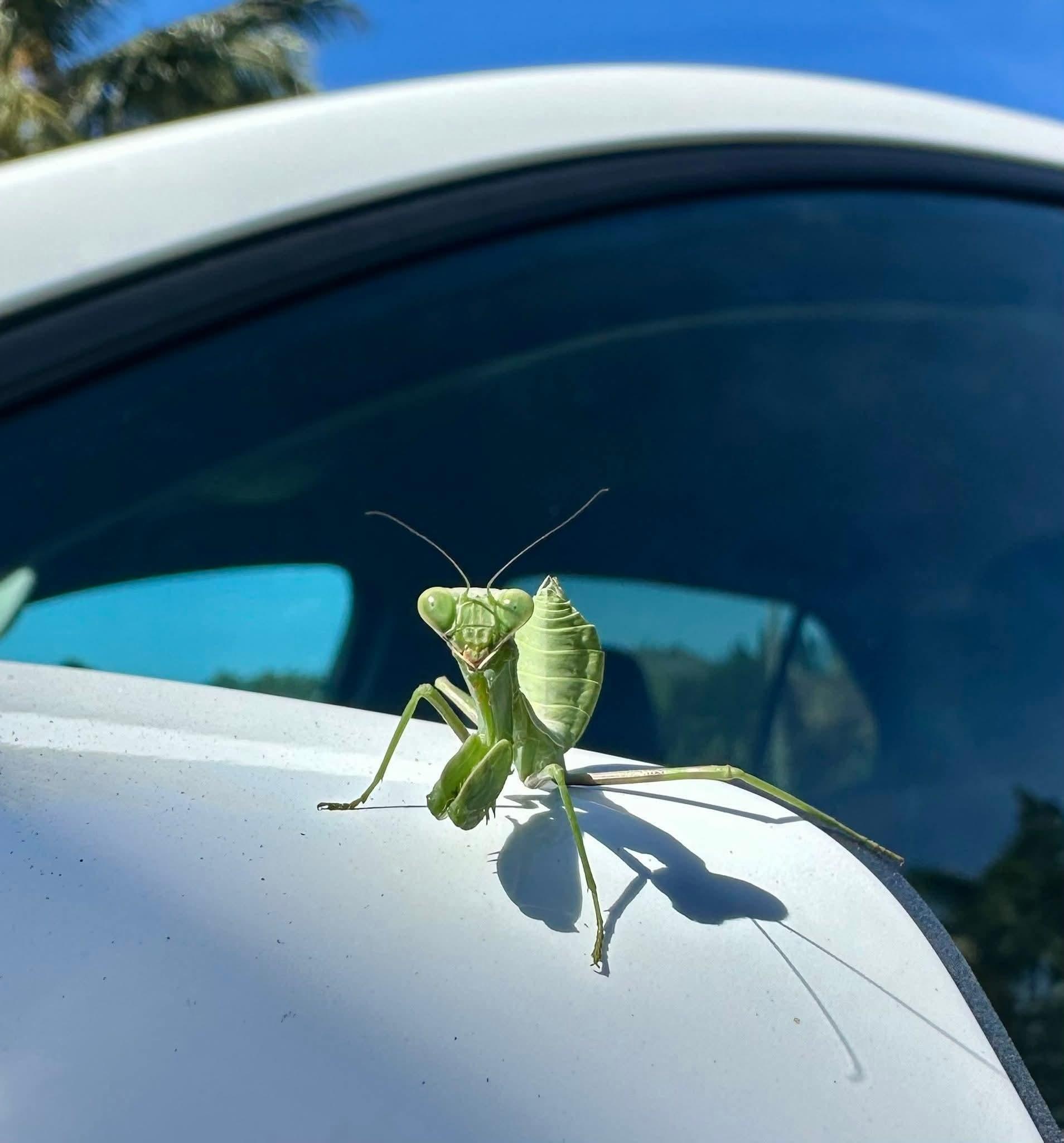 Praying mantis out front ..and several huge toads 