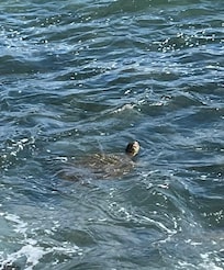 Turtles playing peek a boo