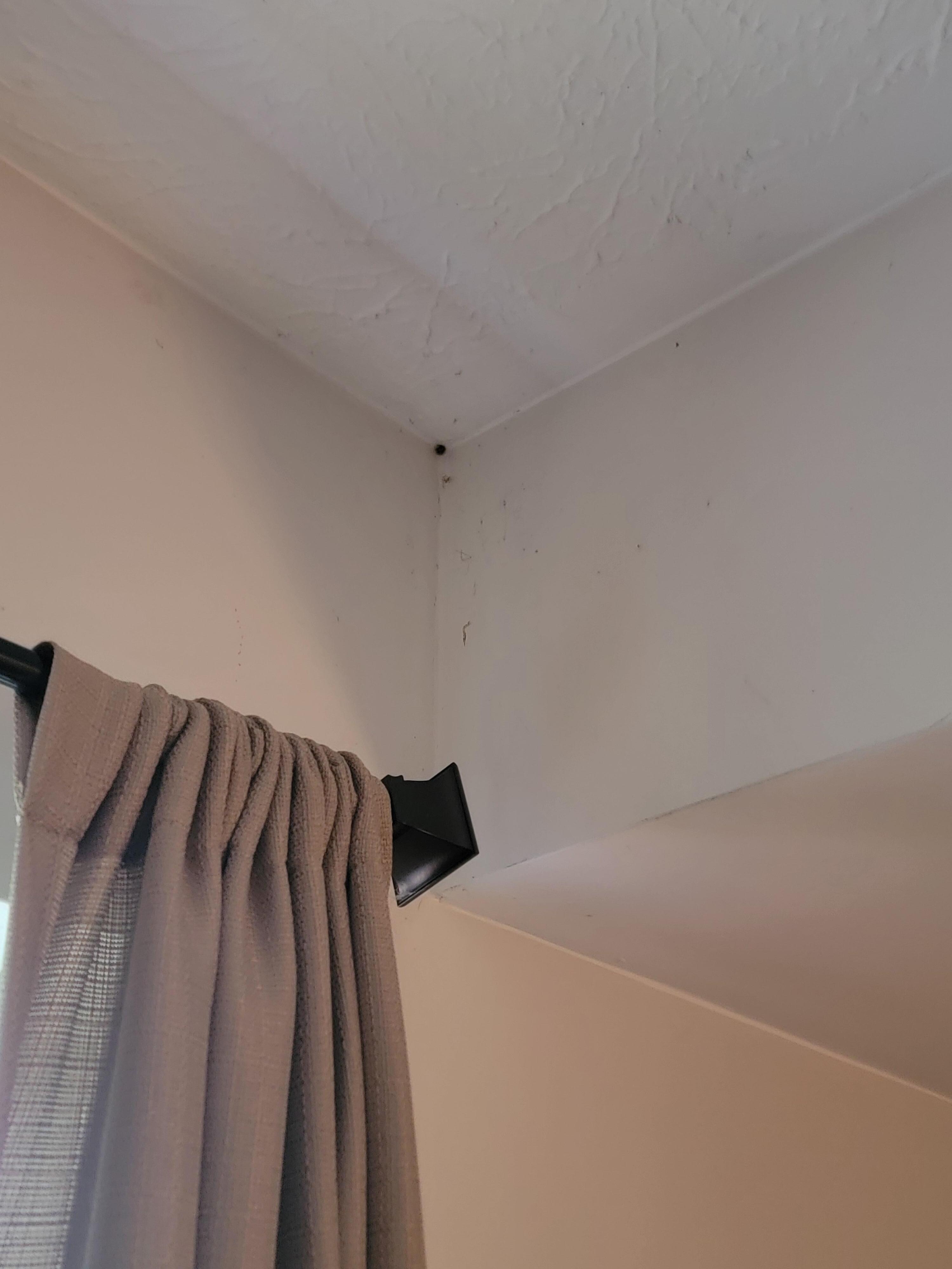 Bugs and webs in each corner