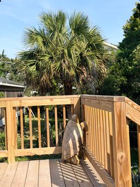 Relaxing on the deck with this awesome turtle!