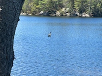 Got a pretty good photo of a Loon stretching.