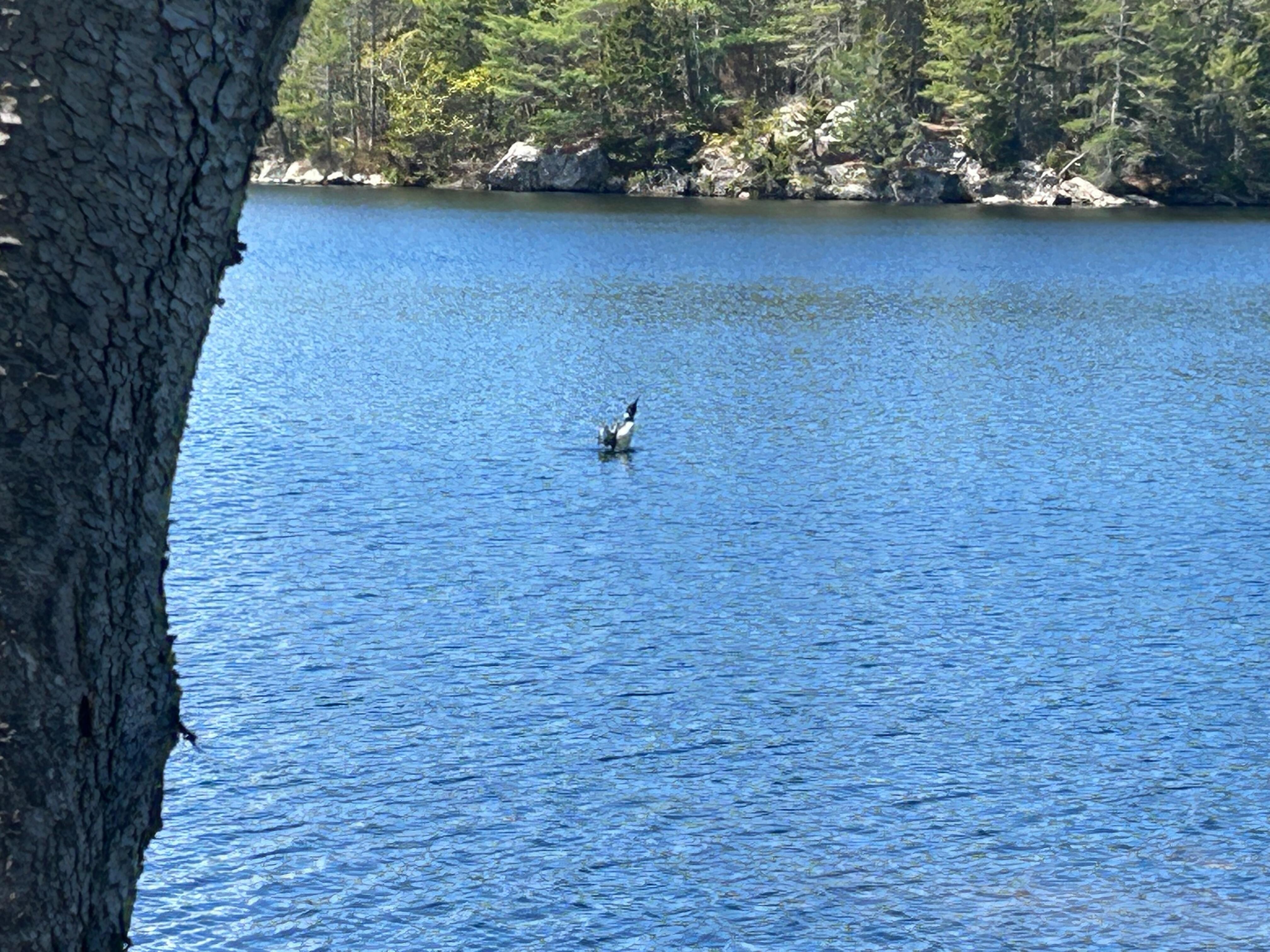 Got a pretty good photo of a Loon stretching.