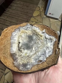 Noix de coco pourrie sous le mir