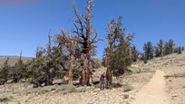 Long day trip to Bristlecone Forest Natl Monument