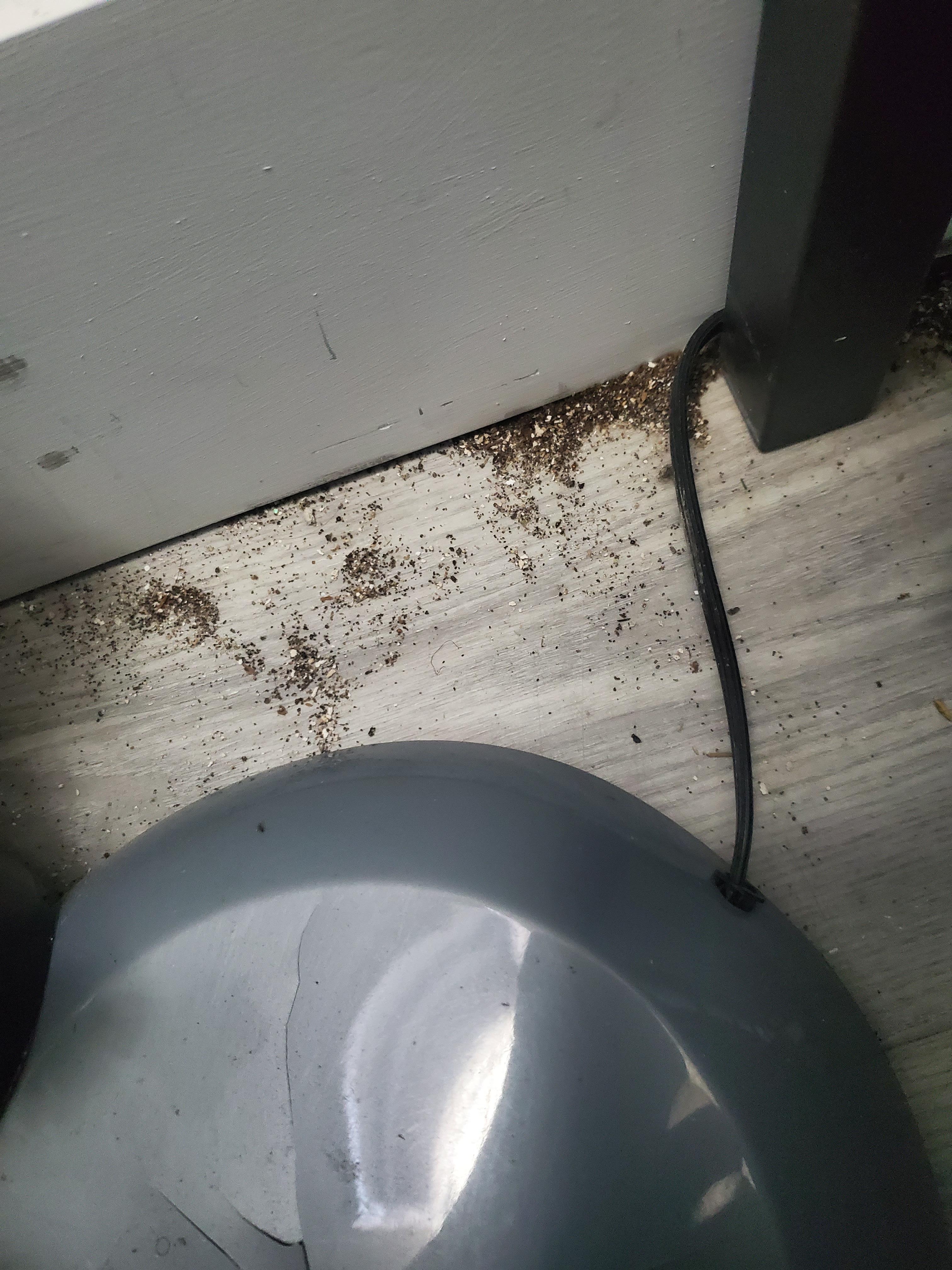 pile of dirt on floor by lamp