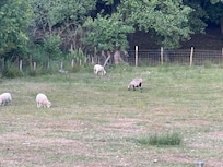 The sheep in the garden are a lovely sight first thing in the morning