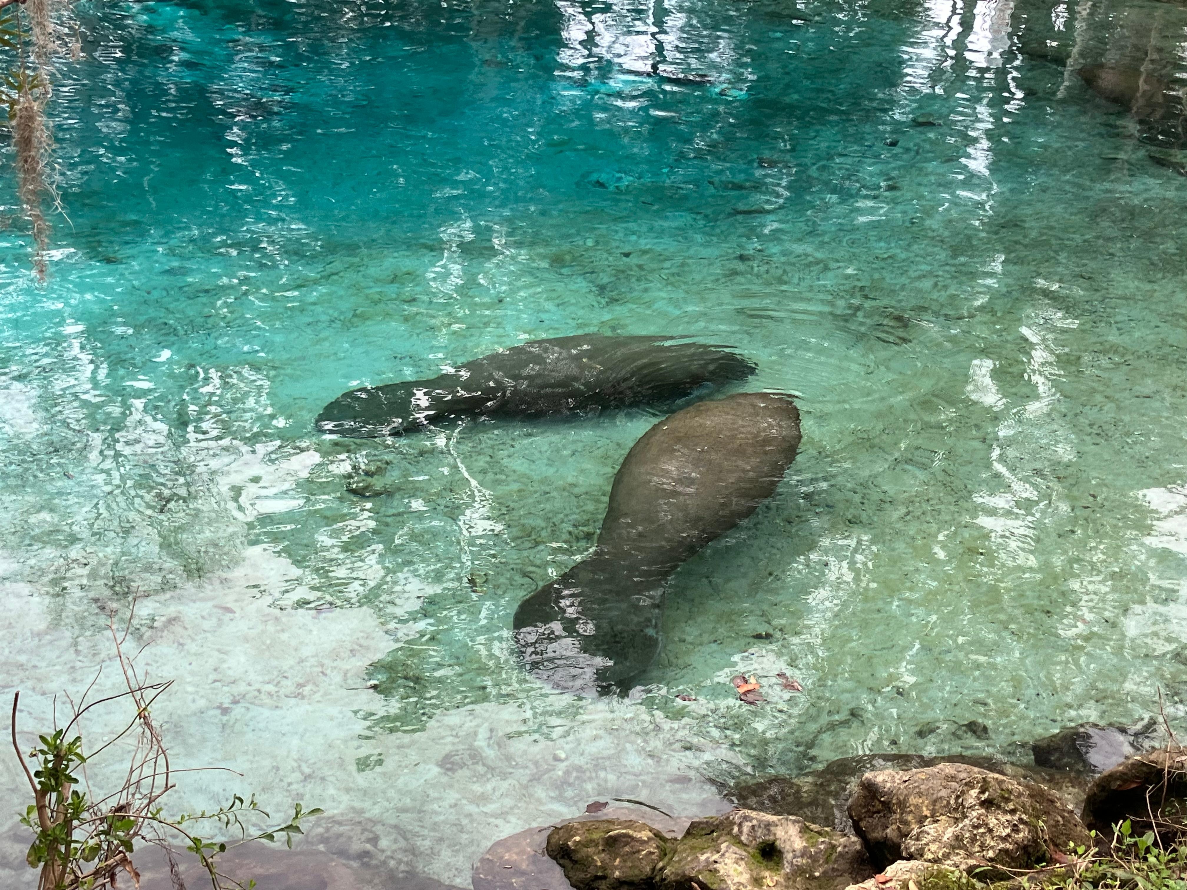 Manatees at Three Sisters Springs, about a 5 minute drive from the house.