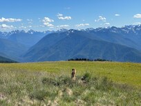 Marmot on Hurricane Ridge