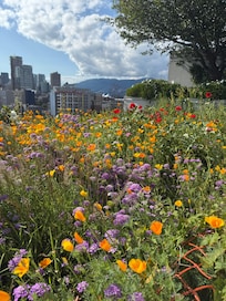 small meadow on the roof looking north.
