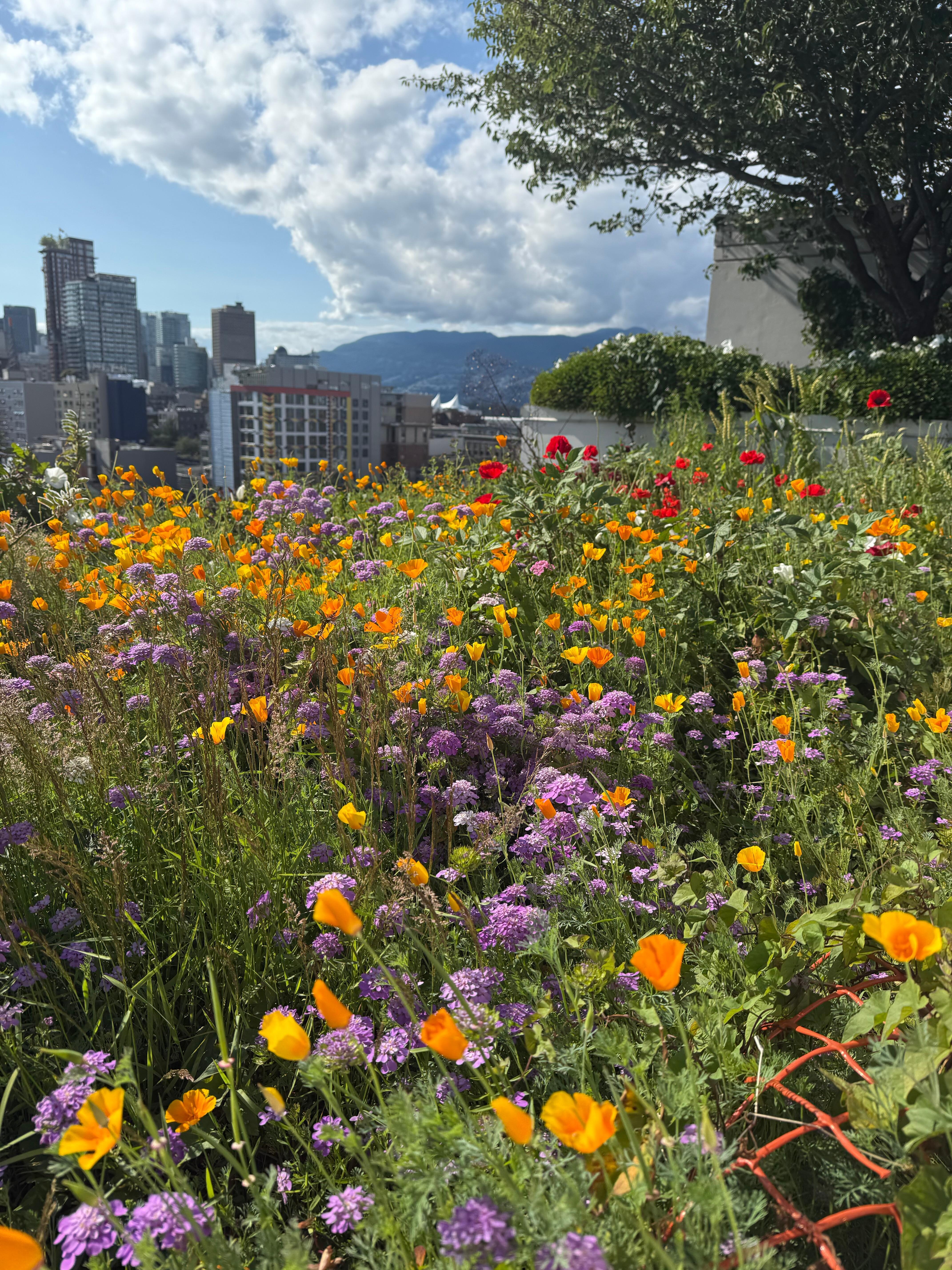 small meadow on the roof looking north. 