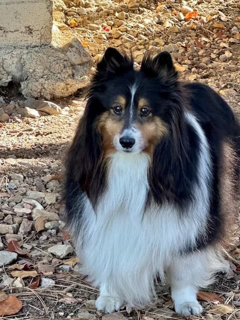 Stryker Gentry enjoying the backyard.