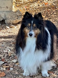 Stryker Gentry enjoying the backyard.