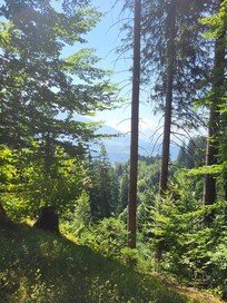 Aussicht 20Minuten durch den Wald von der Ferienwohnung aus