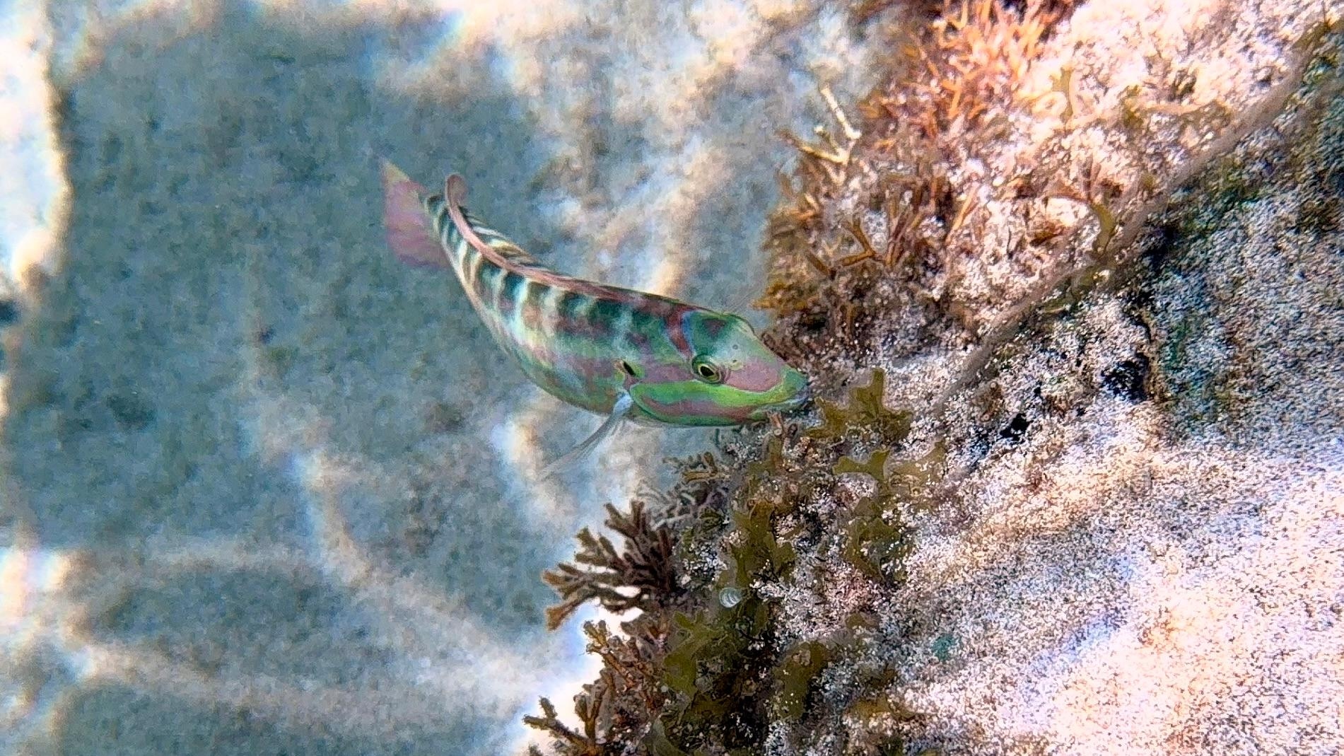 Another fish, a Slippery, um, "Richard" -- I didn't name it.