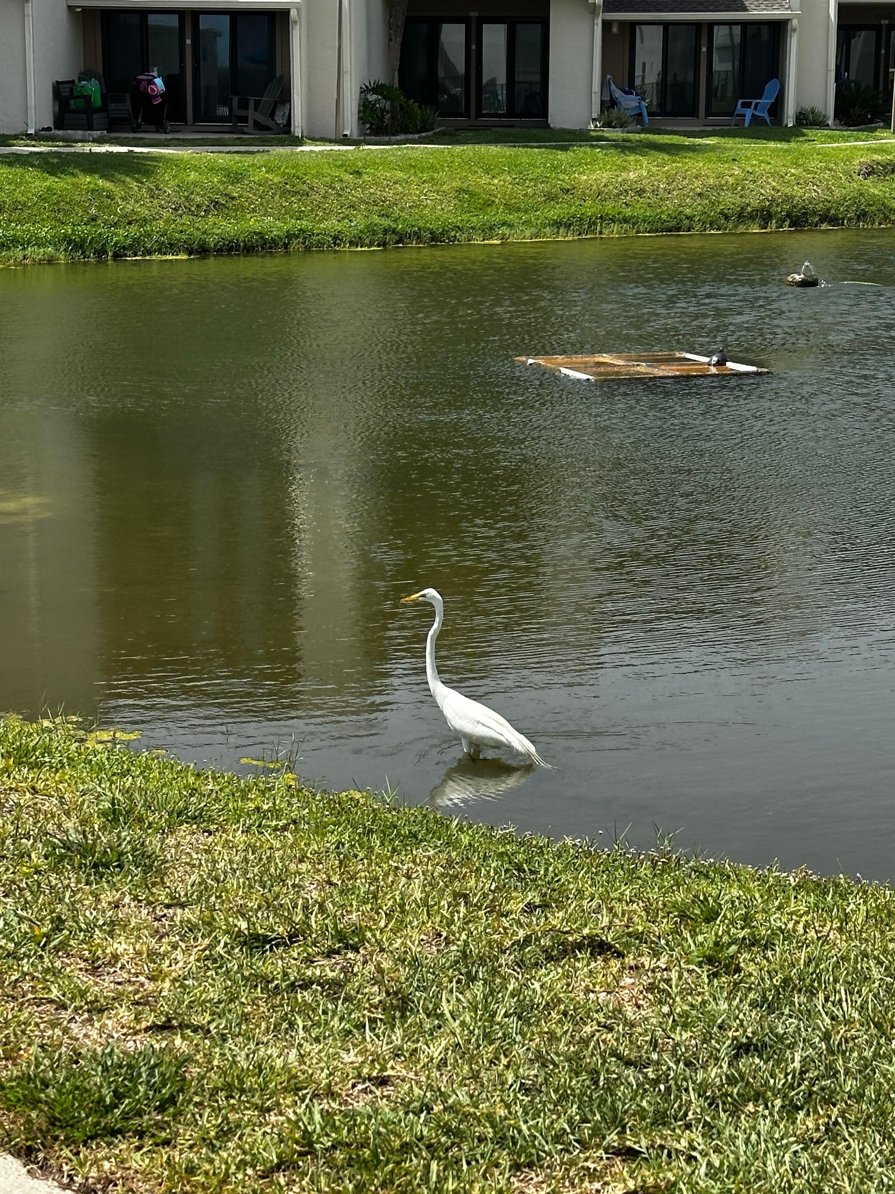 Pond