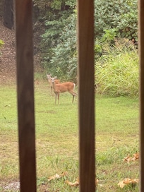 Plenty of deer to enjoy while sipping your coffee
