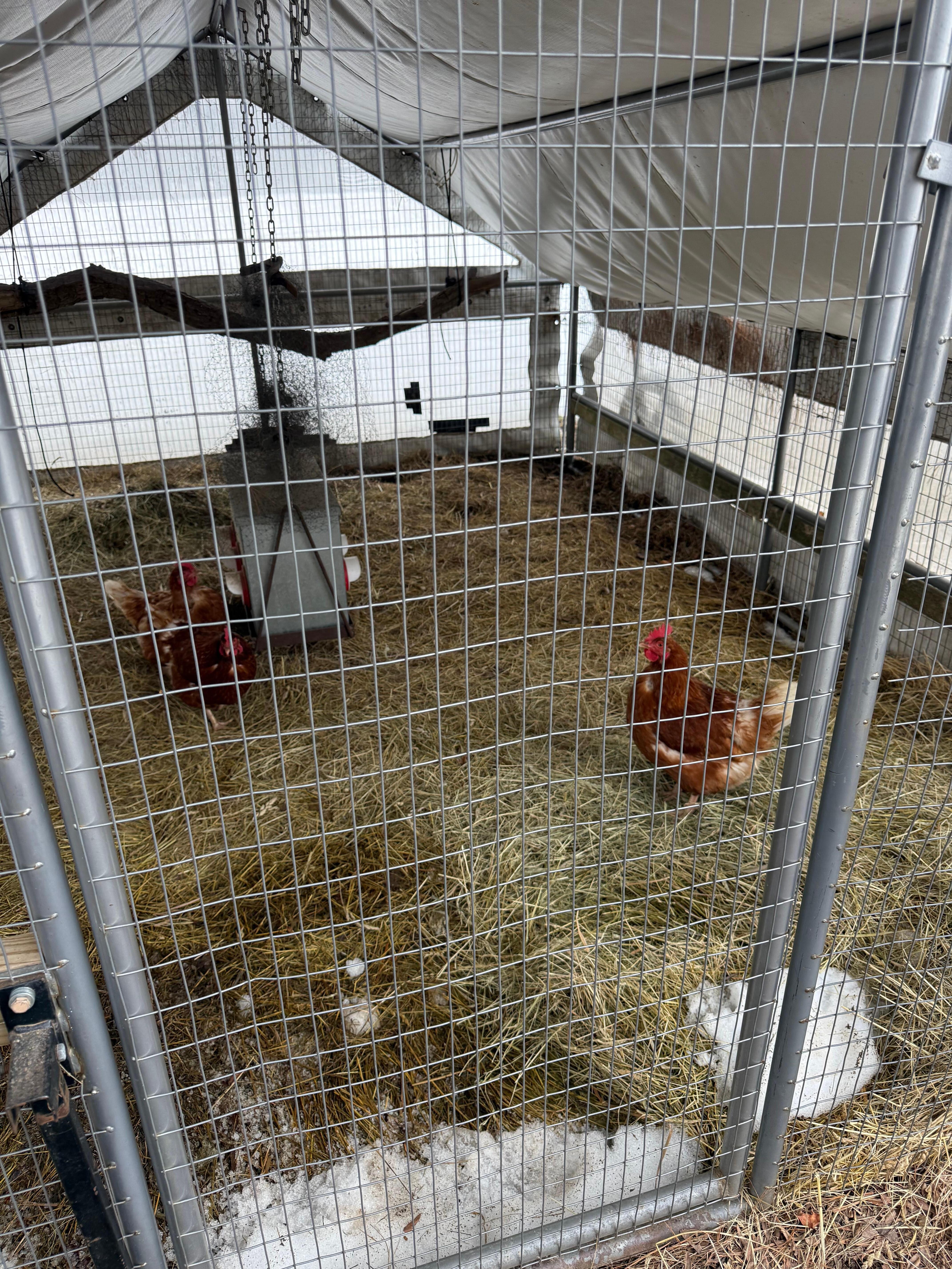 Chickens in the backyard. 