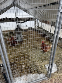 Chickens in the backyard.