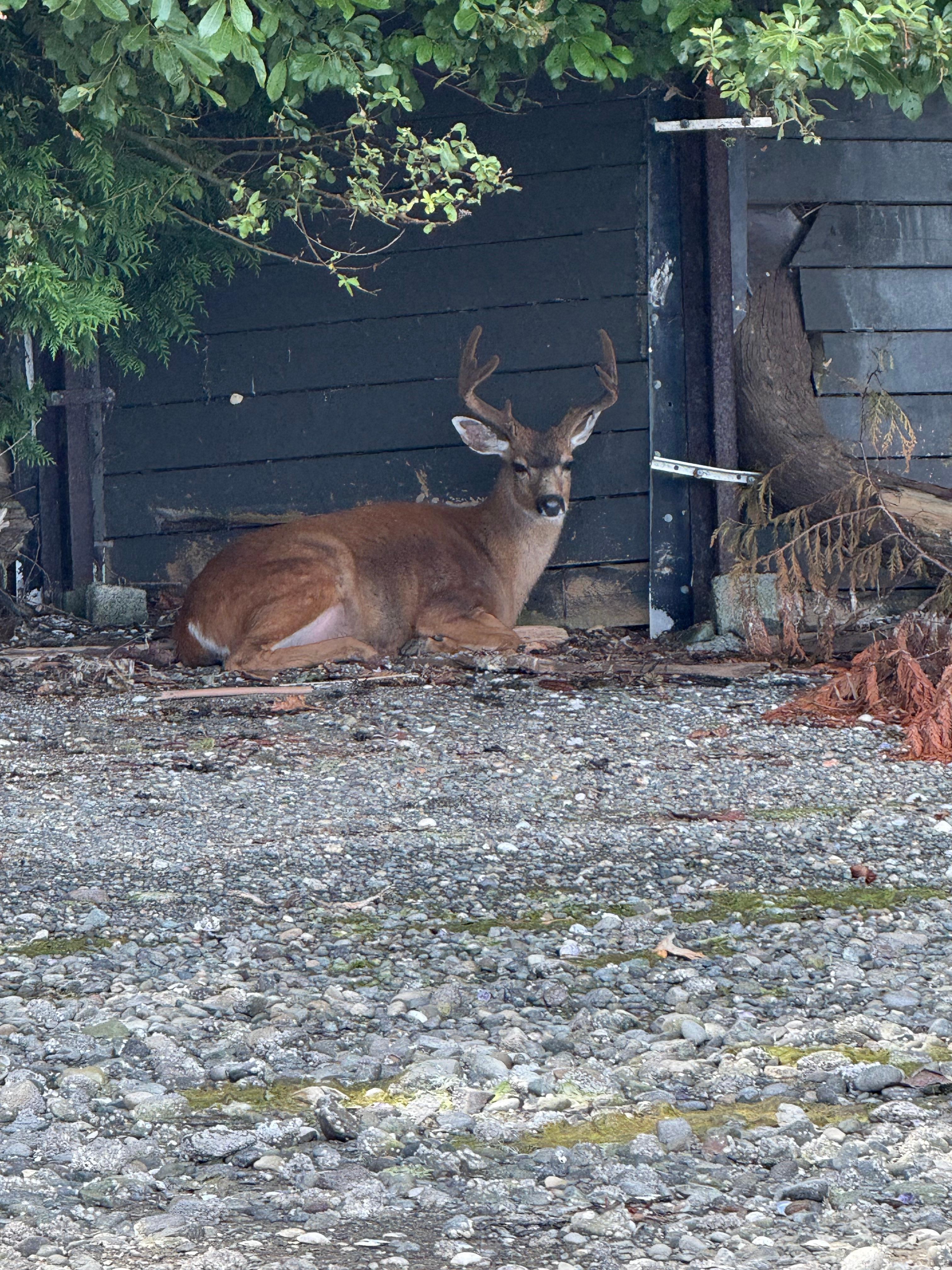 Beautiful buck just beyond the bay. 