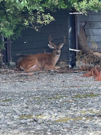 Beautiful buck just beyond the bay.